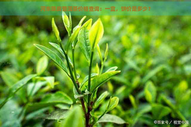 河东陈皮普洱茶价格查询：一盒，饼价是多少？