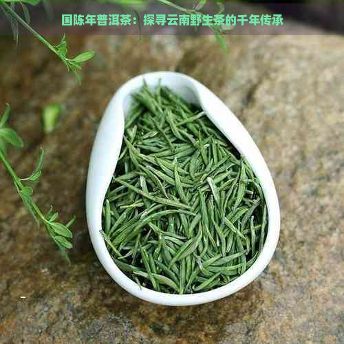 国陈年普洱茶：探寻云南野生茶的千年传承