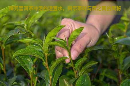 探究普洱茶冲泡的适宜水，揭示茶叶与度之间的奥秘