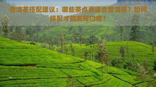 普洱茶搭配建议：哪些茶点更适合普洱茶？如何搭配才能发挥口感？