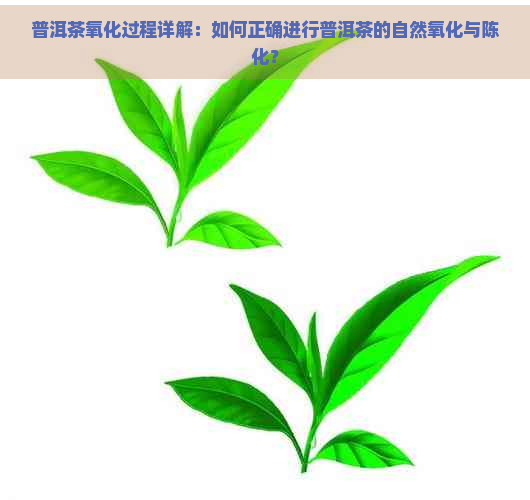 普洱茶氧化过程详解：如何正确进行普洱茶的自然氧化与陈化？