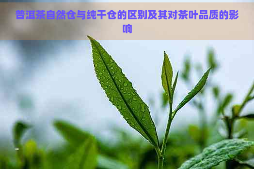 普洱茶自然仓与纯干仓的区别及其对茶叶品质的影响