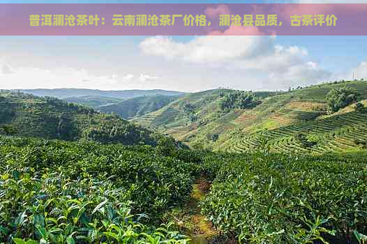 普洱澜沧茶叶：云南澜沧茶厂价格，澜沧县品质，古茶评价