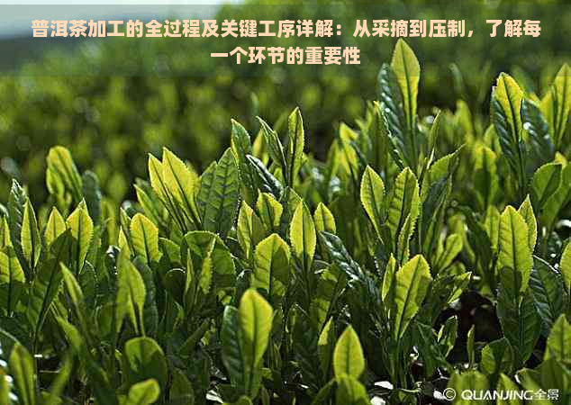 普洱茶加工的全过程及关键工序详解：从采摘到压制，了解每一个环节的重要性