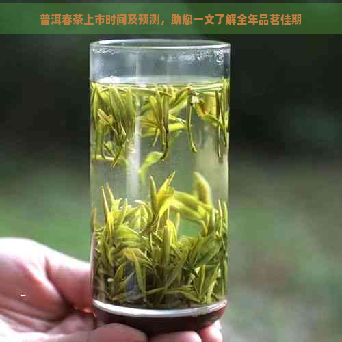 普洱春茶上市时间及预测，助您一文了解全年品茗佳期