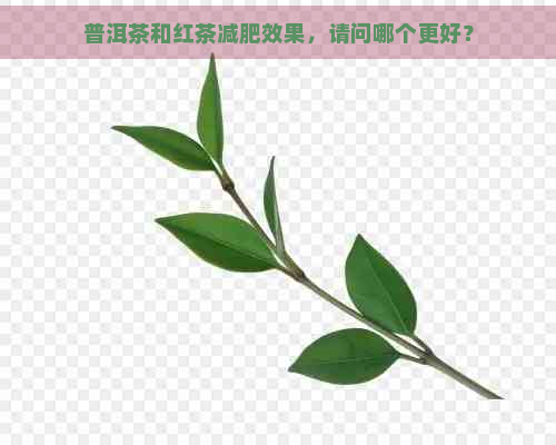 普洱茶和红茶减肥效果，请问哪个更好？