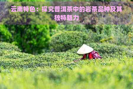 云南特色：探究普洱茶中的岩茶品种及其独特魅力