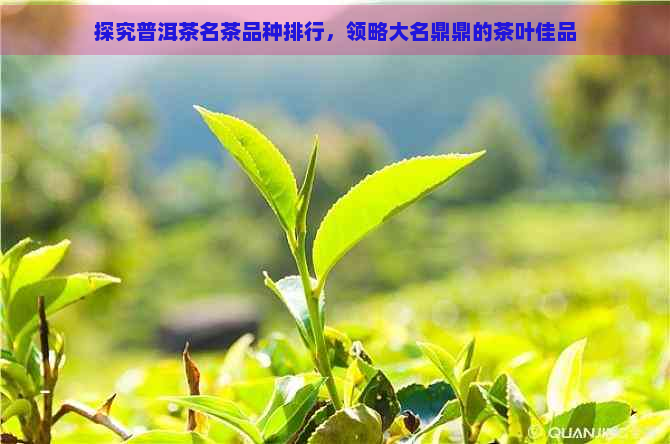 探究普洱茶名茶品种排行，领略大名鼎鼎的茶叶佳品