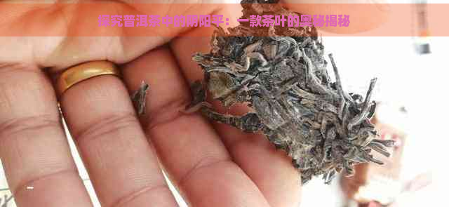 探究普洱茶中的阴阳平：一款茶叶的奥秘揭秘