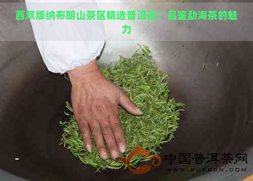 西双版纳布朗山茶区精选普洱茶：品鉴勐海茶的魅力