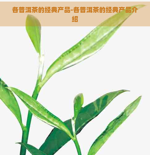 各普洱茶的经典产品-各普洱茶的经典产品介绍