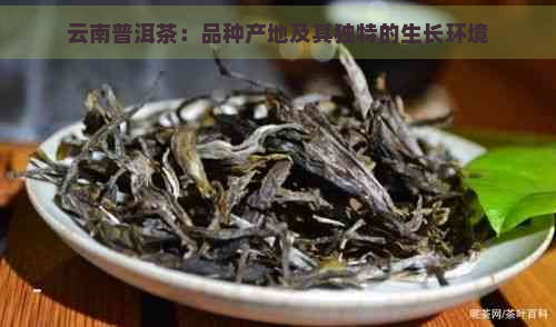 云南普洱茶：品种产地及其独特的生长环境