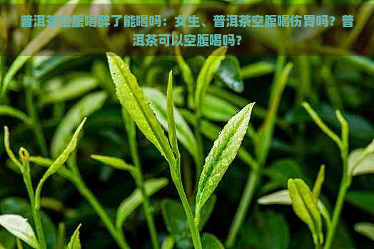 普洱茶空腹喝醉了能喝吗：女生、普洱茶空腹喝伤胃吗？普洱茶可以空腹喝吗？