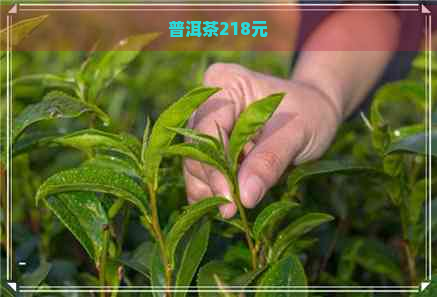 普洱茶218元