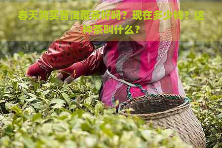 春天购买普洱藏茶好吗？现在多少钱？这种茶叫什么？