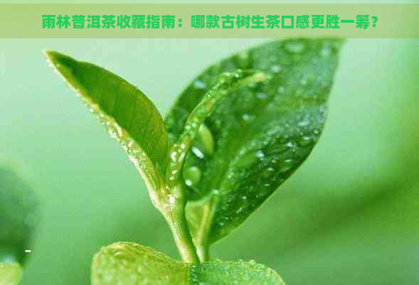 雨林普洱茶收藏指南：哪款古树生茶口感更胜一筹？