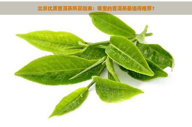 北京优质普洱茶购买指南：哪里的普洱茶最值得推荐？