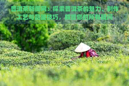 普洱茶新闻网：探索普洱茶的魅力、制作工艺与品鉴技巧，解答您的所有疑问