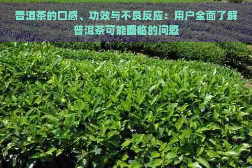 普洱茶的口感、功效与不良反应：用户全面了解普洱茶可能面临的问题