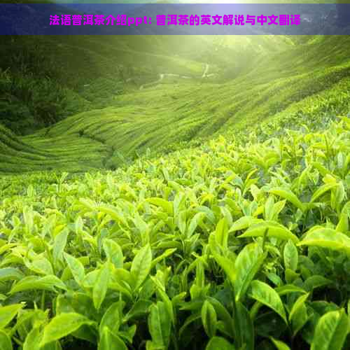 法语普洱茶介绍ppt: 普洱茶的英文解说与中文翻译