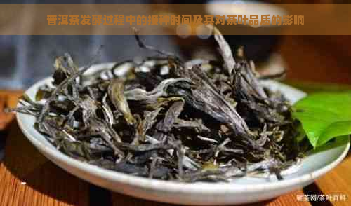 普洱茶发酵过程中的接种时间及其对茶叶品质的影响