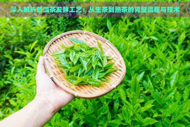 深入解析普洱茶发酵工艺：从生茶到熟茶的完整流程与技术