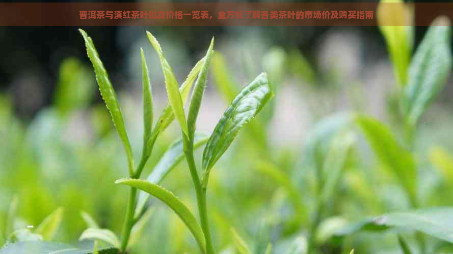 普洱茶与滇红茶叶批发价格一览表，全方位了解各类茶叶的市场价及购买指南