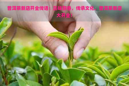 普洱茶新店开业传语：品味醇香，传承文化，普洱茶新店大开业！