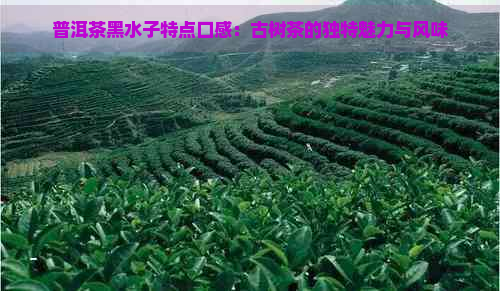 普洱茶黑水子特点口感：古树茶的独特魅力与风味