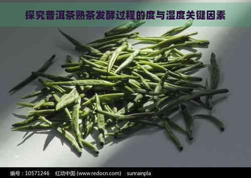 探究普洱茶熟茶发酵过程的度与湿度关键因素