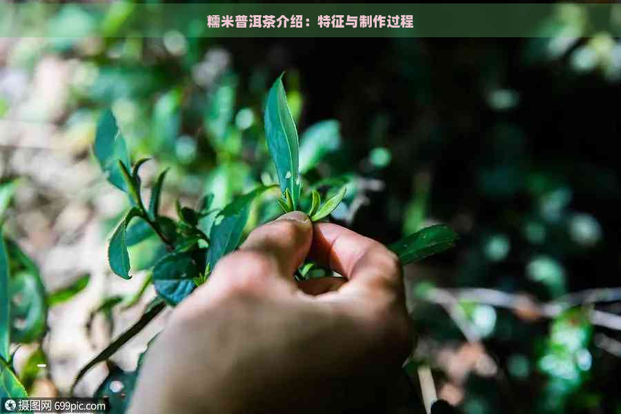 糯米普洱茶介绍：特征与制作过程