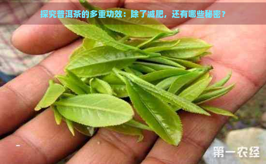 探究普洱茶的多重功效：除了减肥，还有哪些秘密？