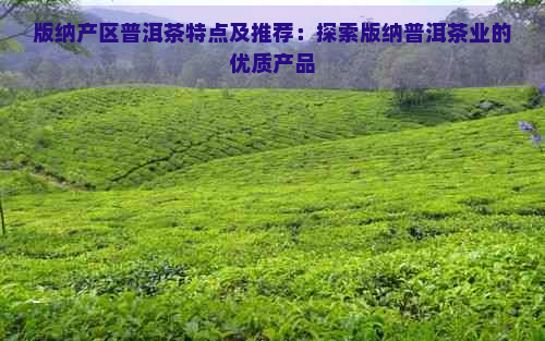 版纳产区普洱茶特点及推荐：探索版纳普洱茶业的优质产品