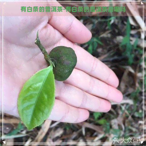 有白条的普洱茶-有白条的普洱茶能喝吗