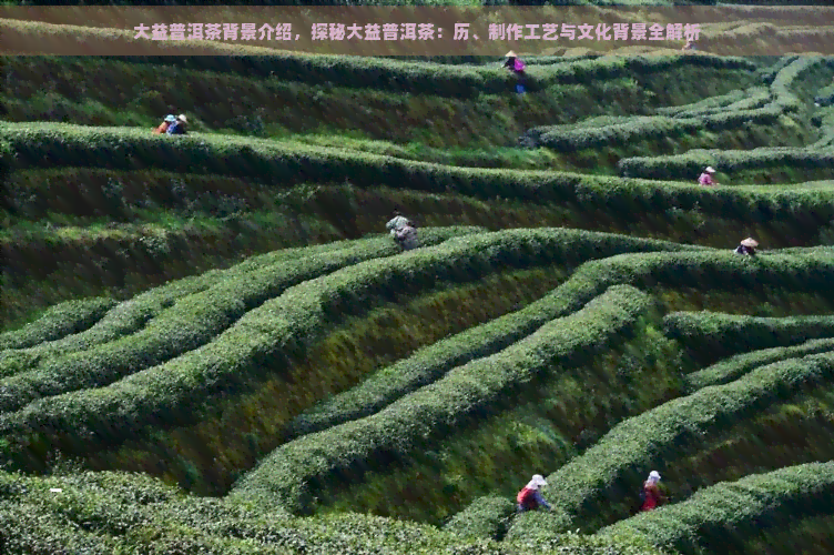 大益普洱茶背景介绍，探秘大益普洱茶：历、制作工艺与文化背景全解析