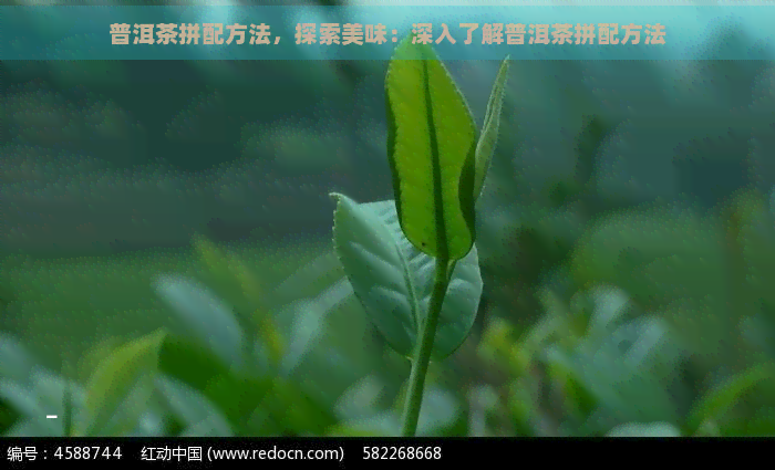 普洱茶拼配方法，探索美味：深入了解普洱茶拼配方法