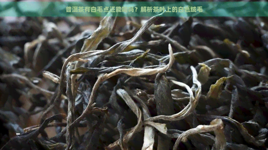 普洱茶有白毛点还能喝吗？解析茶叶上的白色绒毛