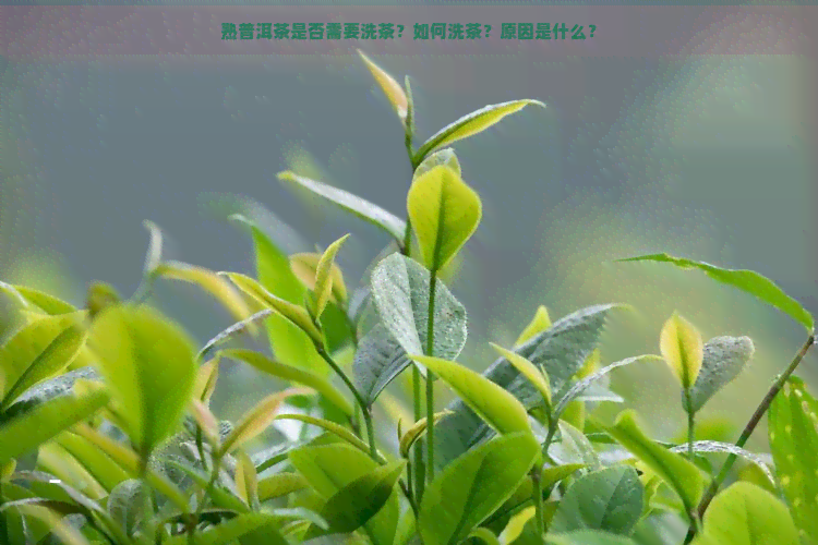 熟普洱茶是否需要洗茶？如何洗茶？原因是什么？