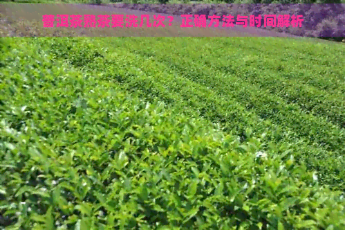 普洱茶熟茶要洗几次？正确方法与时间解析