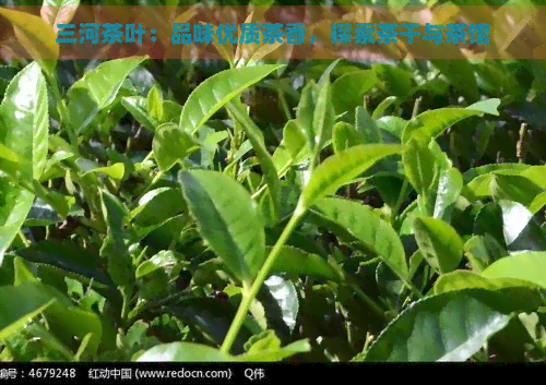 三河茶叶：品味优质茶香，探索茶干与茶馆