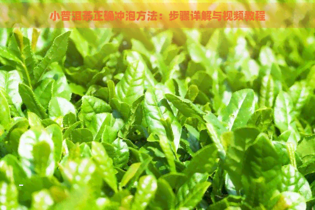 小普洱茶正确冲泡方法：步骤详解与视频教程