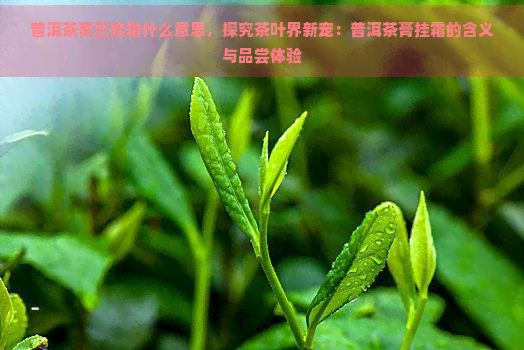 普洱茶膏已挂霜什么意思，探究茶叶界新宠：普洱茶膏挂霜的含义与品尝体验