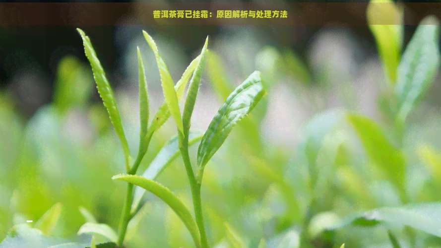 普洱茶膏已挂霜：原因解析与处理方法