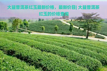 大益普洱茶红玉最新价格，最新价目| 大益普洱茶红玉的价格查询