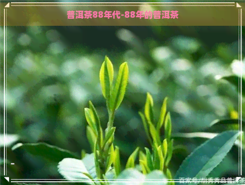 普洱茶88年代-88年的普洱茶