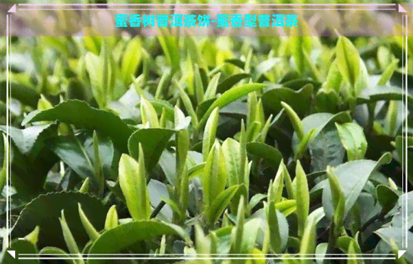 蜜香树普洱茶饼-蜜香型普洱茶