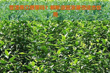 普洱茶口感苦吗？解析原因及是否适合饮用