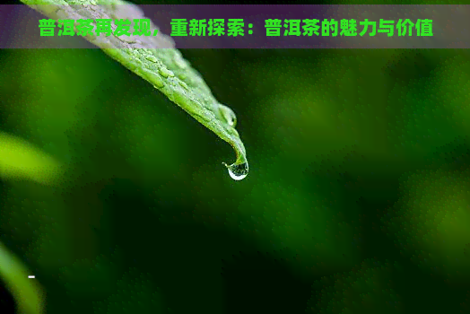 普洱茶再发现，重新探索：普洱茶的魅力与价值