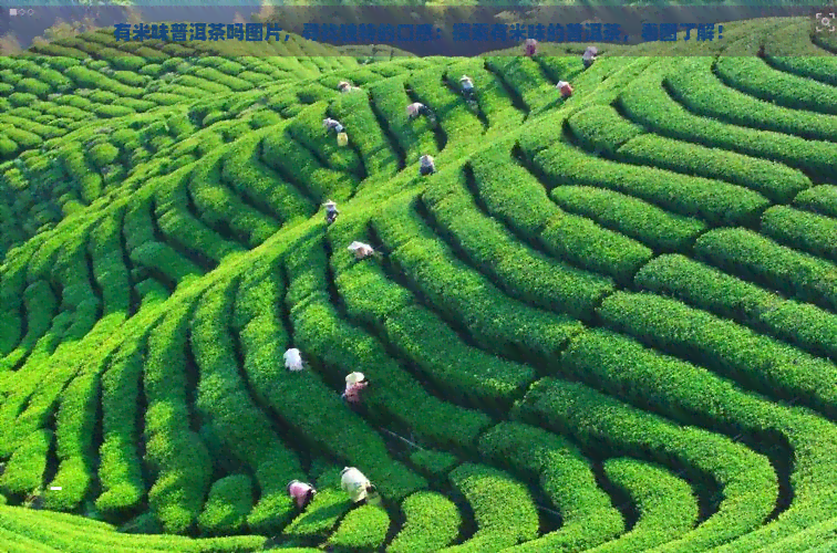 有米味普洱茶吗图片，寻找独特的口感：探索有米味的普洱茶，看图了解！