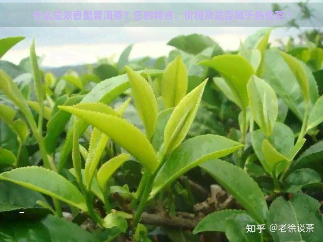 什么是浓香型普洱茶？它的特点、价格及是否属于热性茶？